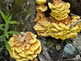 Introduction to Wild Mushroom Identification--Aug 24