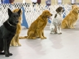 Competition Obedience - Problem Solving Class (MG) (Non-Member)