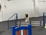 Agility Skills - Handling Sequences & Techniques (JF) (Members Only)