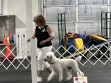 AKC Beginning Novice/Novice Obedience (MAM) (Members Only)