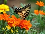 Perennials for Butterflies & Hummingbirds 