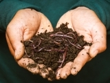 Worm Composting for Beginners JUNE 15 