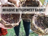 Invasive Bittersweet Baskets