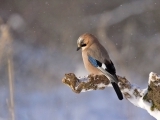 Intro To Birding (New) (Online)