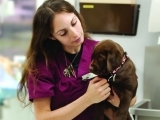 NCVA159M  Veterinary Assistant 
