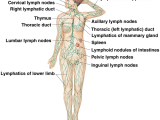 Original source: https://www.susanamatthews.com/images/lymphatic%20system.jpg Breast Care Using Lymphatic Drainage Massage(C111)