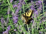 Make Your Yard a Pollinator Paradise!