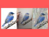Taking Colored Pencils to the Next Level - Eastern Bluebird on Drafting Film