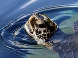 10:00 All About Sea Turtles…and Other Cool Animals (1-3)