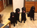 Original source: https://s3.amazonaws.com/coursestorm/live/media/ce5efa4e436011eea88312fc817774bd Welcome to Northfield Dog Training's CourseStorm catalog