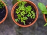 Herbs: Growing & Usage