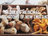 Edible & Medicinal Mushrooms of New England