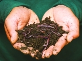 Worm Composting Harvest MAY 9