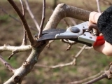 Fruit Tree Cultivation Part 3: Pruning