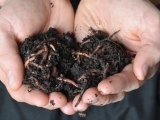 Worm Composting Workshop for Beginners W23