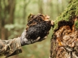 Learning about the Chaga Mushroom 