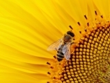 Adventurers: Pollinator People 6/19-6/23