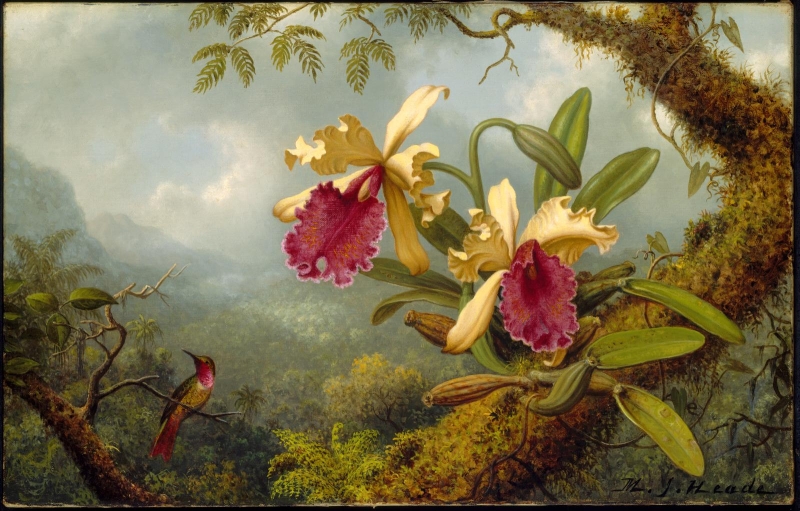Original source: https://upload.wikimedia.org/wikipedia/commons/2/28/Martin_Johnson_Heade_-_Orchids_and_Hummingbird_-_47.1164_-_Museum_of_Fine_Arts.jpg