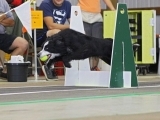 243-730 - FLYBALL -  ALL LEVELS