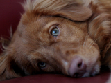 Original source: https://s3.amazonaws.com/coursestorm/live/media/b49d5c4f6be511f0a70c124bd5b32d05 Star Puppy Weds