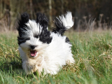 Original source: https://s3.amazonaws.com/coursestorm/live/media/b3cb3baf6be511f0a70c124bd5b32d05 Hybrid Puppy Kindergarten