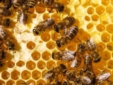 Beekeeping