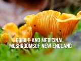 Edible & Medicinal Mushrooms of New England