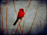 Hampden - Cardinal Paint Night