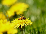 Learn Beekeeping for Free