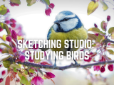 Sketching Studio: Studying Birds
