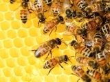 Beginner Bee School COUPLE