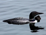 The Health of Maine's Loon Population