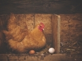Raising Chickens for Beginners via Zoom