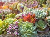 Arrange Your Own Succulent Garden - October Class