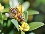 What's the Buzz About Beekeeping?
