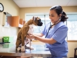 Animal Health Care (Semester) - Presidio Campus
