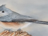 Tufted Titmouse Watercolor Bird Painting