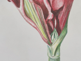 Basic Drawing Wednesdays
