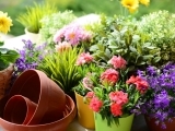 Gardening in Containers-AFS222