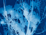 The Magic of Light and Cyanotype Photography