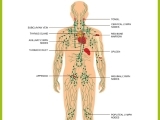 Advanced Lymphatics for the Duodenum, Stomach, Pancreas & Spleen (C119)