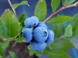 Maine Blueberries: They're Wild Session #1!