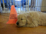 Original source: https://s3.amazonaws.com/coursestorm/live/media/05e672748abb11eca7300a35fa6d3adf 250-011E 10-18 WKS FRIDAY  PUPPY - FULL NOVEMBER EARLY