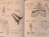 Naturalist's Sketchbook 3.07.24