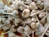 Grow Your Own Edible Mushrooms!