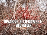 Invasive Bittersweet: Bird Feeder