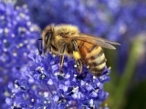 Pollinator Gardening Part II: Growing Native Plants for Pollinators