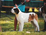 Original source: https://s3.amazonaws.com/coursestorm/live/media/2f9e3445a6f211edb3200a705bf629f7 ANN ARBOR KENNEL CLUB - CONFORMATION CLASS