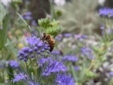 Honeybees: Insects or Sentient Beings…Can They Be Both?