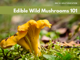 Edible Wild Mushrooms 101